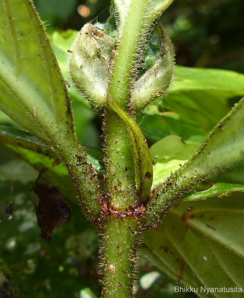 Psychotria dubia var. dubia (Wight) Alston